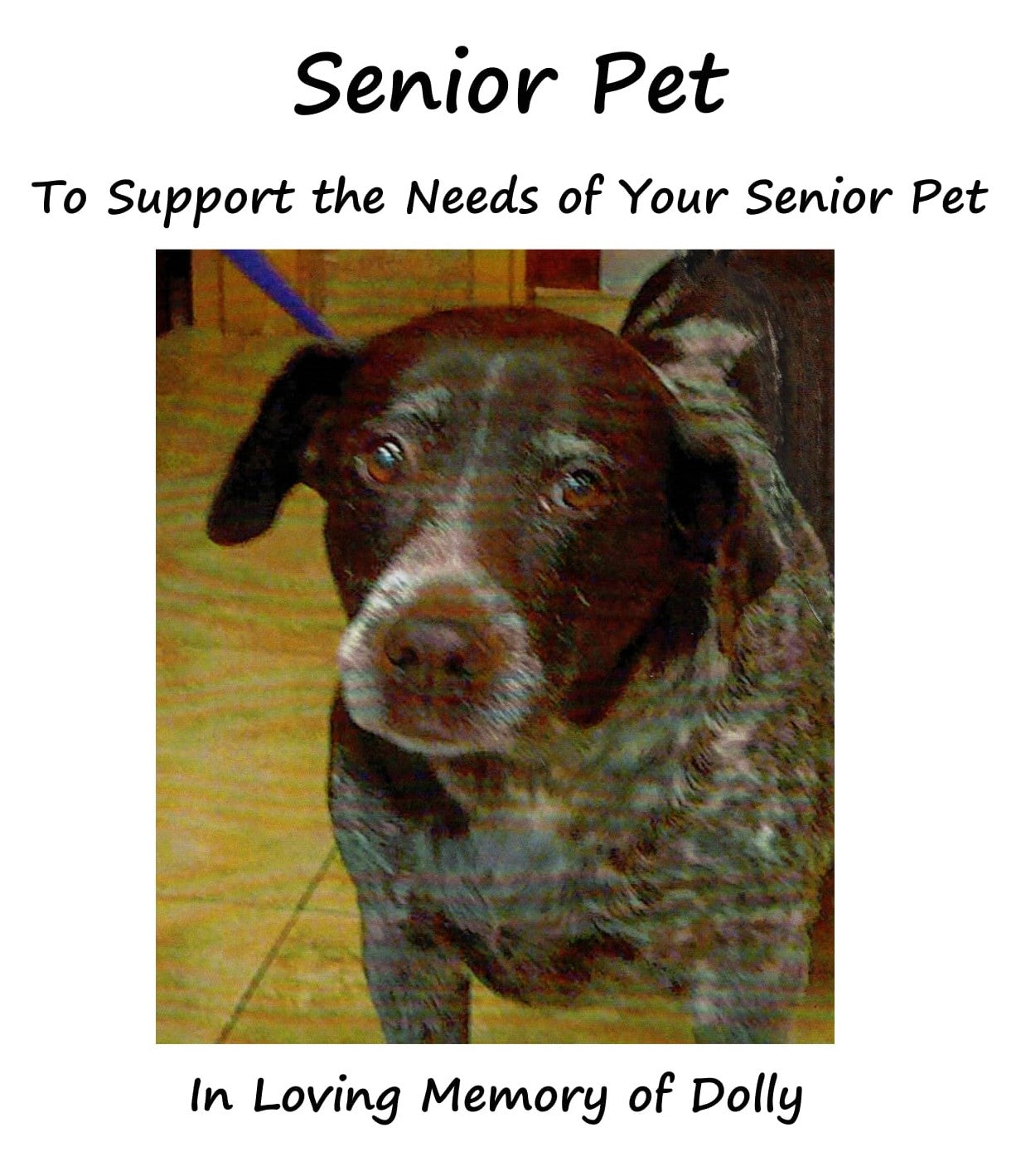 Senior Pet